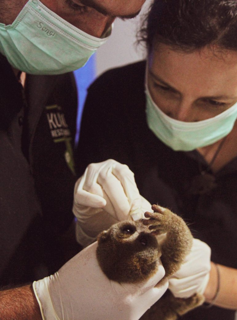 Dental treatment of a slow loris at The Kukang Rescue Program clinic