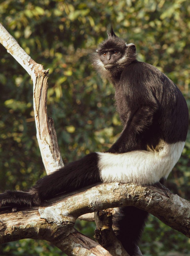 Trachypithecus delacouri 1 -Photo Tilo Nadler-3